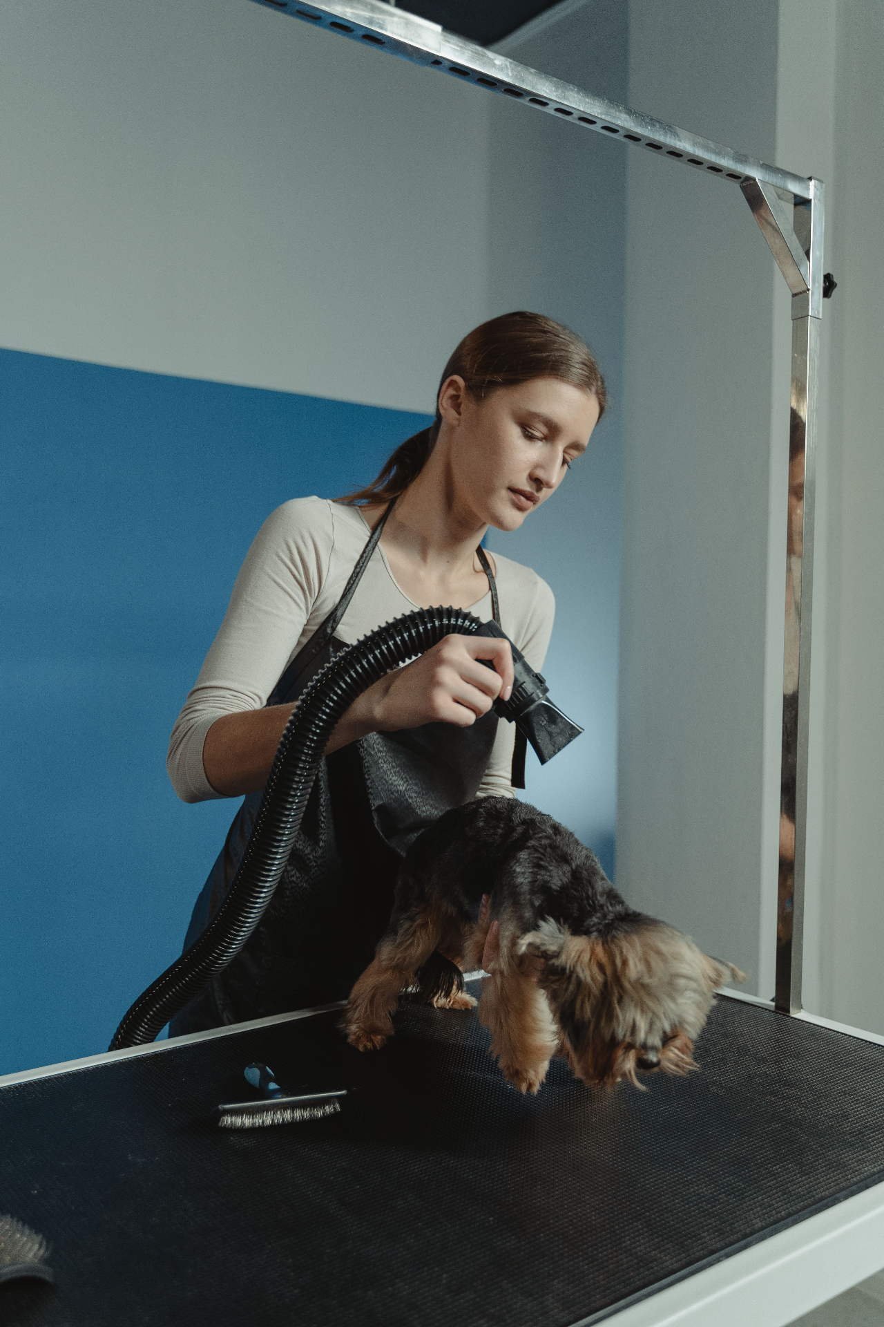 Small dog receiving a gentle blow-dry finish