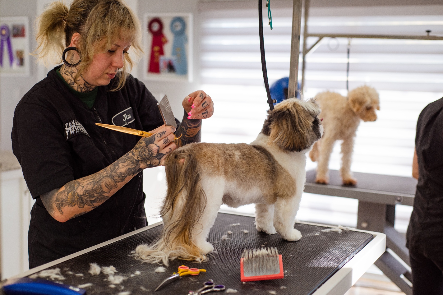 SpottiDog owner caring for a small Shih-Tzu in Hadleigh, Suffolk