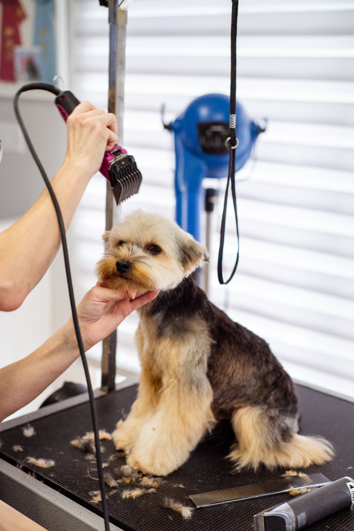 Yorkie dog haircut in progress at SpottiDog grooming studio